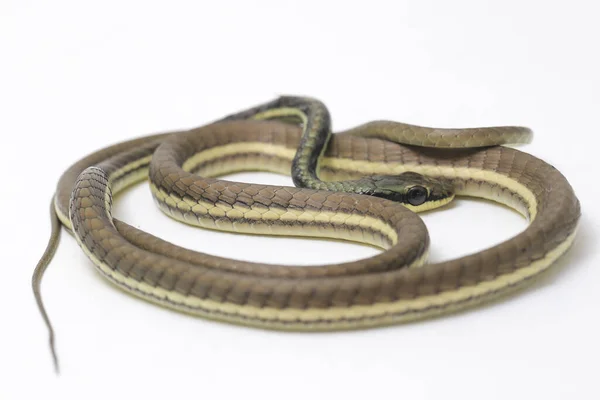 Geschilderde Bronzeback Dendrelaphis Pictus Geïsoleerd Witte Achtergrond — Stockfoto