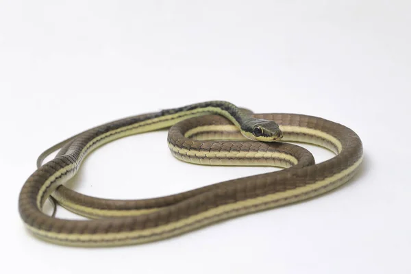 Målad Bronsrygg Dendrelaphis Pictus Isolerad Vit Bakgrund — Stockfoto