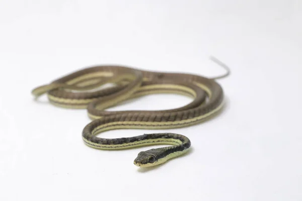 Målad Bronsrygg Dendrelaphis Pictus Isolerad Vit Bakgrund — Stockfoto