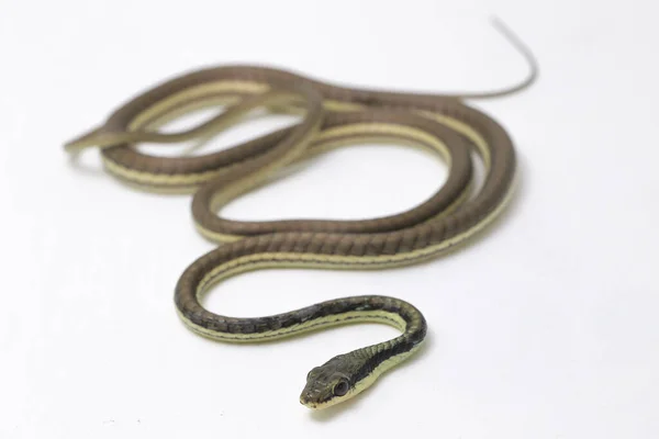 Bronzeband Dendrelaphis Pictus Isoliert Auf Weißem Hintergrund — Stockfoto