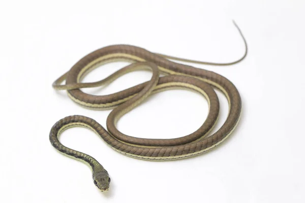 Bronzeback Pintado Dendrelaphis Pictus Isolado Sobre Fundo Branco — Fotografia de Stock