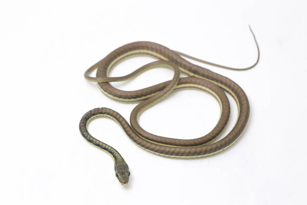 Закрашенный бронзебек (Dendrelaphis pictus) изолирован на белом фоне
