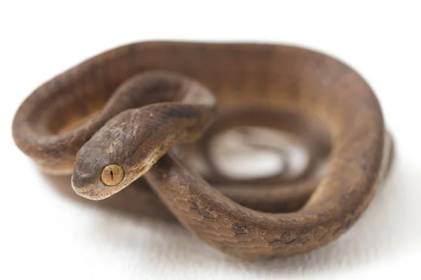Die Kielfressende Schlange Pareas Carinatus Ist Eine Schlangenart Aus Der — Stockfoto
