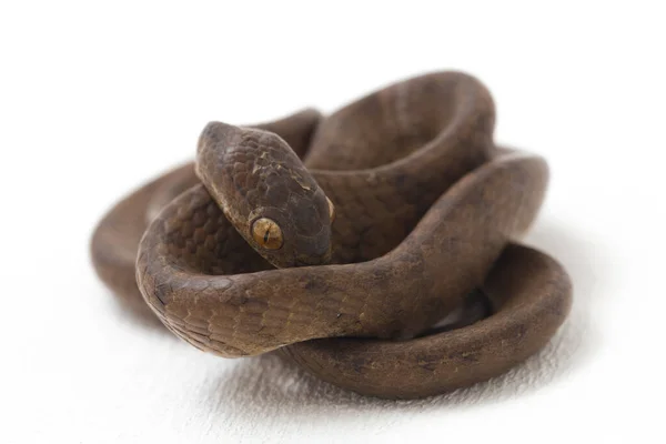 Keeled Slug Eating Snake Pareas Carinatus Species Snake Family Pareidae — Stock Photo, Image