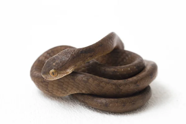 Pareas Carinatus Uma Espécie Serpente Família Pareidae Relativamente Difundida Sudeste — Fotografia de Stock