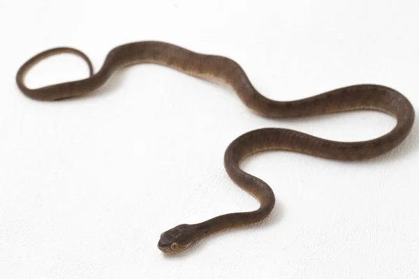 Φίδι Που Τρώει Γυμνοσάλιαγκες Pareas Carinatus Είναι Ένα Είδος Φιδιού — Φωτογραφία Αρχείου