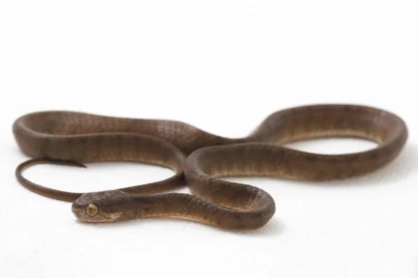 Gerinces Csigaevő Kígyó Pareas Carinatus Pareidae Család Kígyófaja Viszonylag Elterjedt — Stock Fotó