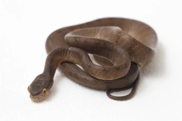Die Kielfressende Schlange Pareas Carinatus Ist Eine Schlangenart Aus Der — Stockfoto