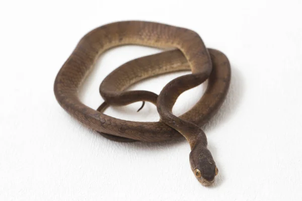 Keeled Slug Eating Snake Pareas Carinatus Species Snake Family Pareidae — Stock Photo, Image