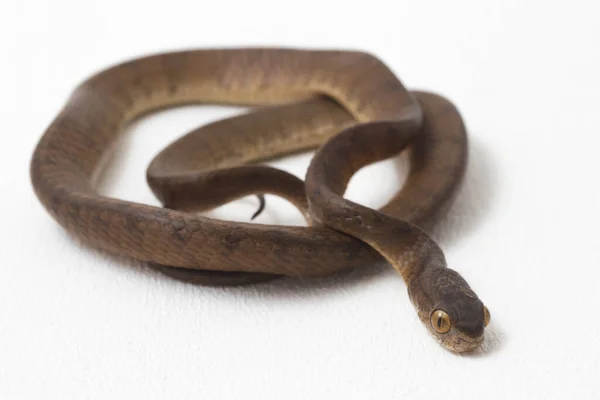 Pareas Carinatus Una Especie Serpiente Paseriforme Familia Pareidae Está Relativamente —  Fotos de Stock