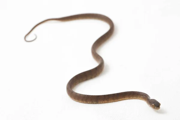 Φίδι Που Τρώει Γυμνοσάλιαγκες Pareas Carinatus Είναι Ένα Είδος Φιδιού — Φωτογραφία Αρχείου