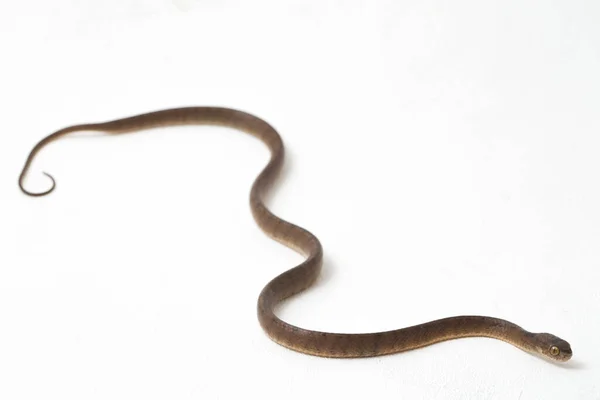 Pareas Carinatus Uma Espécie Serpente Família Pareidae Relativamente Difundida Sudeste — Fotografia de Stock