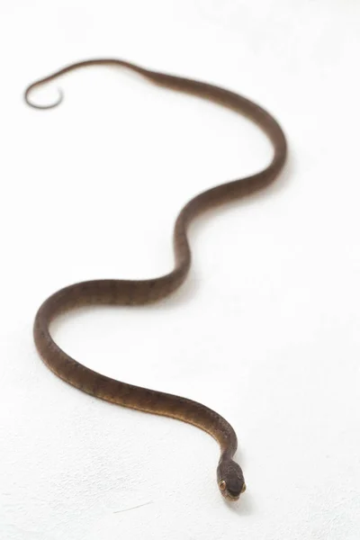 Wąż Zjadający Ślimaki Pareas Carinatus Jest Gatunkiem Węża Rodziny Pareidae — Zdjęcie stockowe
