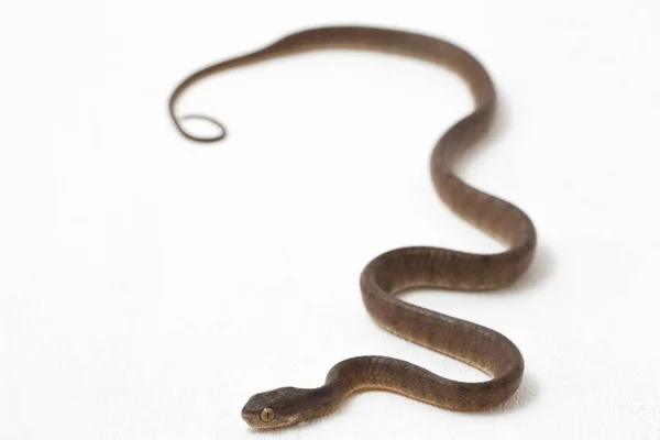 Keeled Slug Eating Snake Pareas Carinatus Species Snake Family Pareidae — Stock Photo, Image