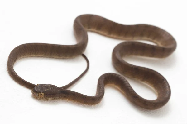 ナメクジを食べるヘビ Pares Carinatus パレード科のヘビの一種である 東南アジアでは比較的普及している 白地に隔離された — ストック写真
