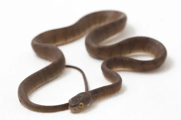 Wąż Zjadający Ślimaki Pareas Carinatus Jest Gatunkiem Węża Rodziny Pareidae — Zdjęcie stockowe