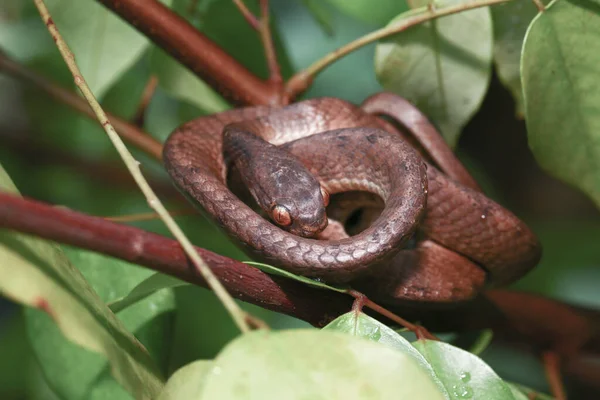 껍질이 벗겨진 연지벌레를 Pareas Carinatus 속하는 일종이다 동남아시아에서 비교적 — 스톡 사진