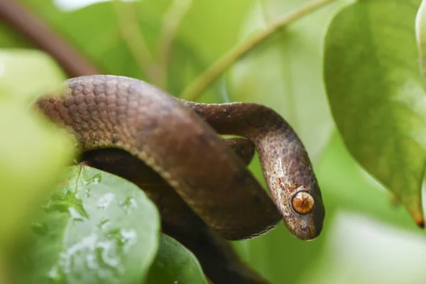 껍질이 벗겨진 연지벌레를 Pareas Carinatus 속하는 일종이다 동남아시아에서 비교적 — 스톡 사진