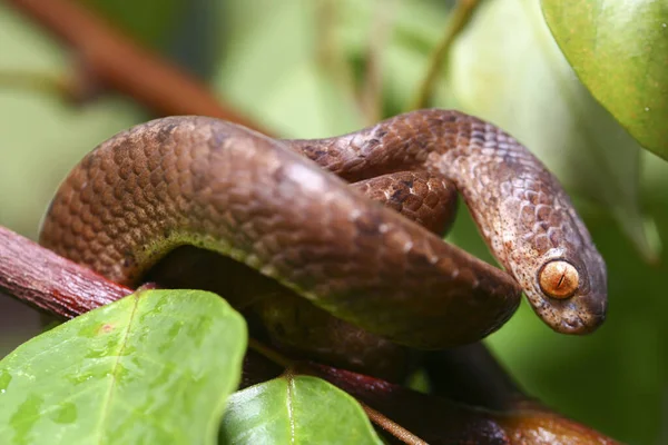 Keeled Slug Eating Snake Pareas Carinatus Species Snake Family Pareidae — Stock Photo, Image