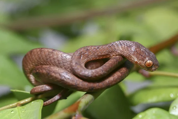 Pareas Carinatus Uma Espécie Serpente Família Pareidae Relativamente Difundida Sudeste — Fotografia de Stock