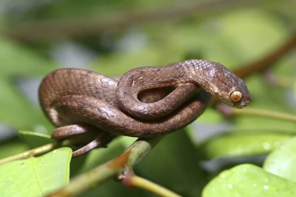 Pareas Carinatus Uma Espécie Serpente Família Pareidae Relativamente Difundida Sudeste — Fotografia de Stock