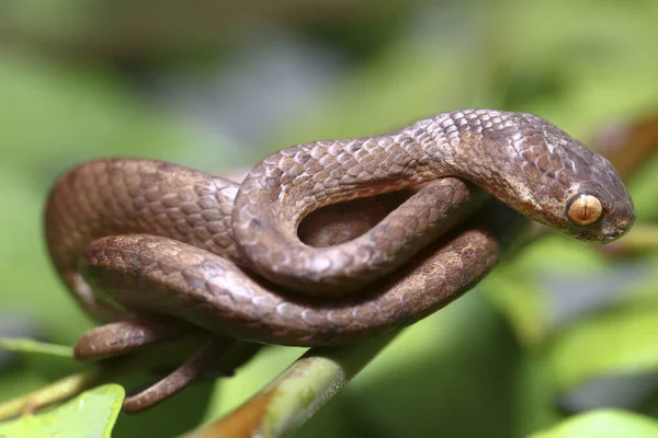 Pareas Carinatus Uma Espécie Serpente Família Pareidae Relativamente Difundida Sudeste — Fotografia de Stock