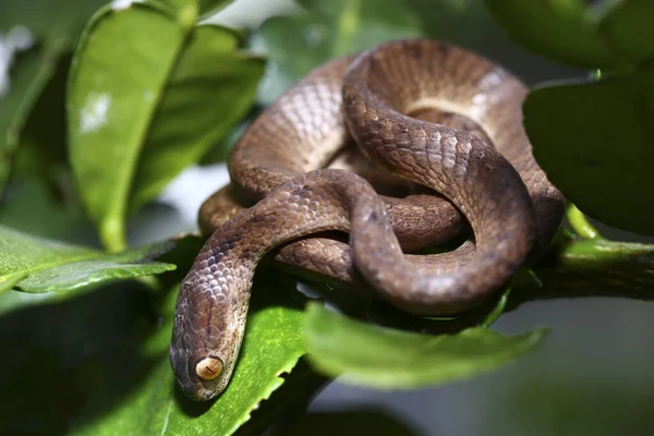 껍질이 벗겨진 연지벌레를 Pareas Carinatus 속하는 일종이다 동남아시아에서 비교적 — 스톡 사진