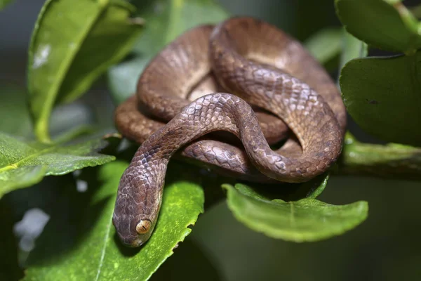 껍질이 벗겨진 연지벌레를 Pareas Carinatus 속하는 일종이다 동남아시아에서 비교적 — 스톡 사진