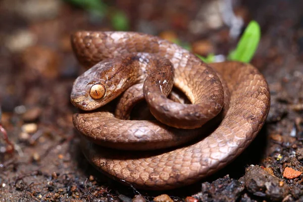 Keeled Slug Eating Snake Pareas Carinatus Species Snake Family Pareidae — Stock Photo, Image