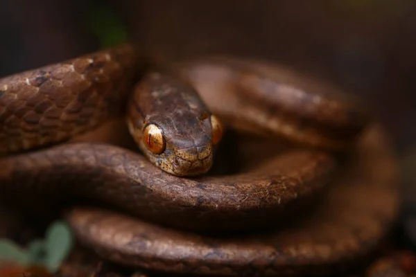 Pareas Carinatus Uma Espécie Serpente Família Pareidae Relativamente Difundida Sudeste — Fotografia de Stock