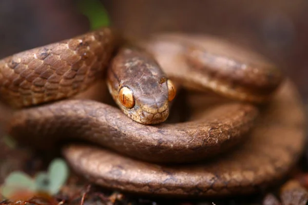 Pareas Carinatus Una Especie Serpiente Paseriforme Familia Pareidae Está Relativamente — Foto de Stock