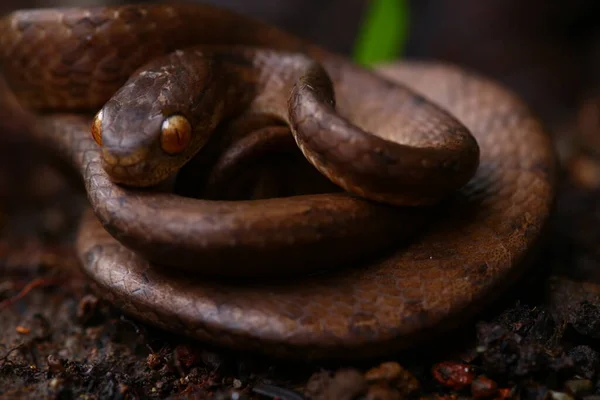 Pareas Carinatus Una Especie Serpiente Paseriforme Familia Pareidae Está Relativamente — Foto de Stock