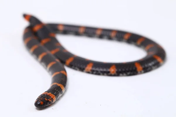 Röd Tailed Röret Orm Vetenskapligt Namn Cylindrophis Ruffus Isolat Vit — Stockfoto