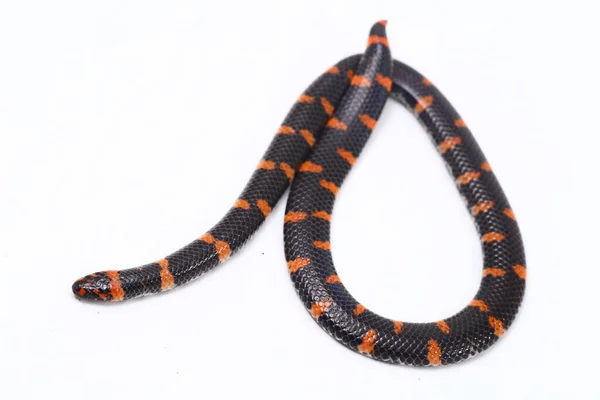 Vörös Farkú Pipa Kígyó Tudományos Név Cylindrophis Ruffus Izolátum Fehér — Stock Fotó