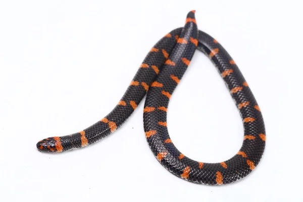 파이프 Scientific Name Cylindrophis Ruffus 배경에서 — 스톡 사진