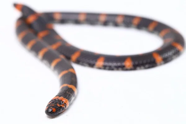 Red Tailed Pipe Snake Scientific Name Cylindrophis Ruffus Isolate White — Stock Photo, Image