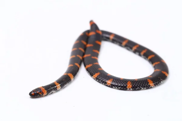 Red Tailed Pipe Snake Scientific Name Cylindrophis Ruffus Isolate White — Stock Photo, Image