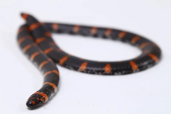 Couleuvre Queue Rousse Nom Scientifique Cylindrophis Ruffus Isolée Sur Fond — Photo