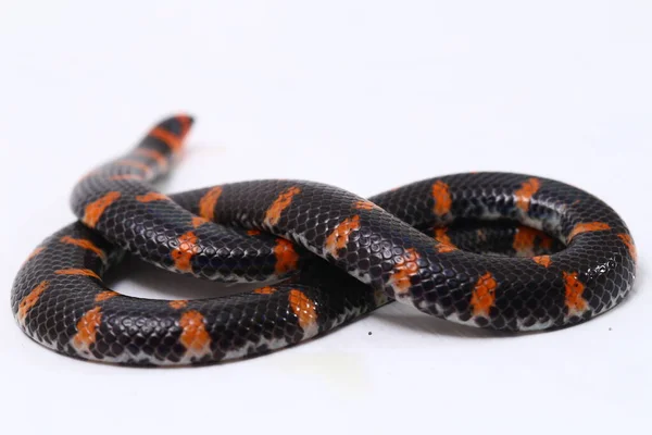 Red Tailed Pipe Snake Scientific Name Cylindrophis Ruffus Isolate White — Stock Photo, Image