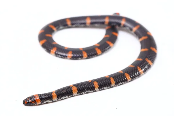 Röd Tailed Röret Orm Vetenskapligt Namn Cylindrophis Ruffus Isolat Vit — Stockfoto