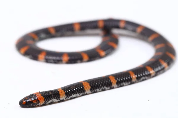 红尾管蛇 Cylindrophis Ruffus 在白色背景下被分离 — 图库照片