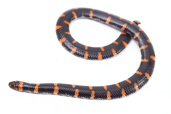 Serpente Dalla Coda Rossa Nome Scientifico Cylindrophis Ruffus Isolato Sfondo — Foto Stock