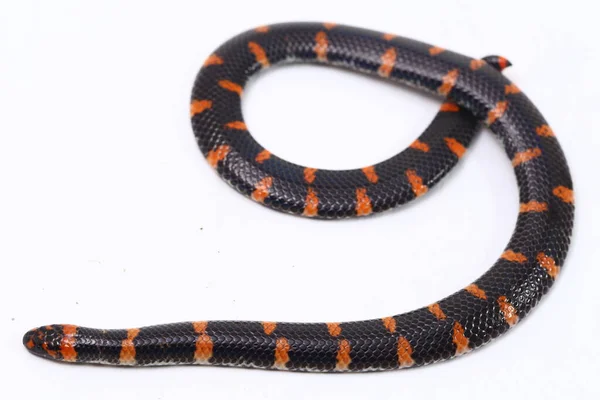 Serpiente Cola Roja Nombre Científico Cylindrophis Ruffus Aislada Sobre Fondo —  Fotos de Stock