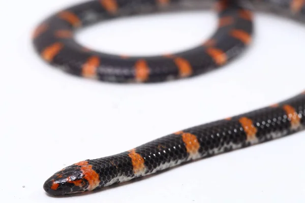 Couleuvre Queue Rousse Nom Scientifique Cylindrophis Ruffus Isolée Sur Fond — Photo