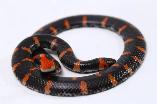 红尾管蛇 Cylindrophis Ruffus 在白色背景下被分离 — 图库照片