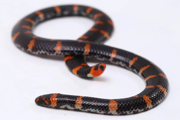 Kırmızı Kuyruklu Boru Yılanı Bilimsel Adı Cylindrophis Ruffus Beyaz Arkaplanda — Stok fotoğraf