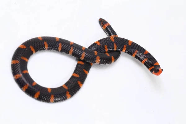 Serpiente Cola Roja Nombre Científico Cylindrophis Ruffus Aislada Sobre Fondo —  Fotos de Stock