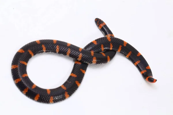 Cobra Cauda Vermelha Nome Científico Cylindrophis Ruffus Isolada Sobre Fundo — Fotografia de Stock