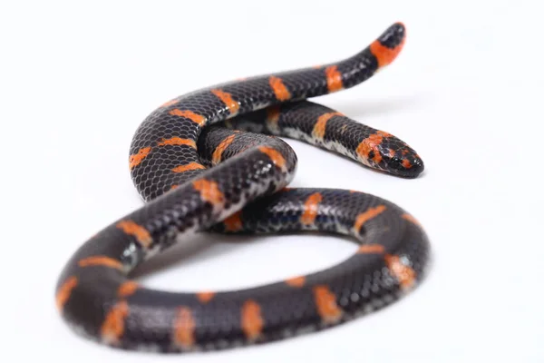 Röd Tailed Röret Orm Vetenskapligt Namn Cylindrophis Ruffus Isolat Vit — Stockfoto