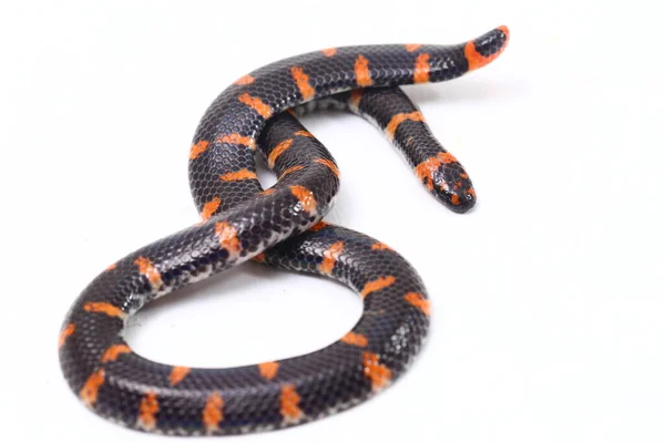 红尾管蛇 Cylindrophis Ruffus 在白色背景下被分离 — 图库照片